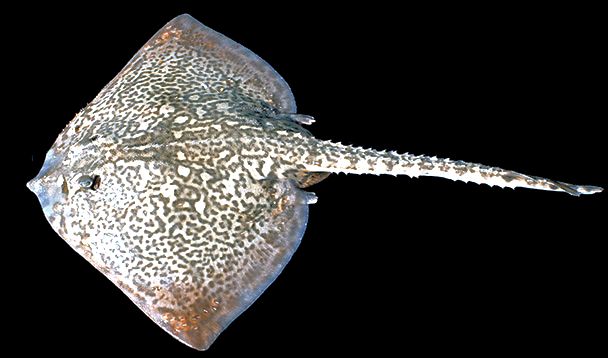 Raja brachyura012.jpg